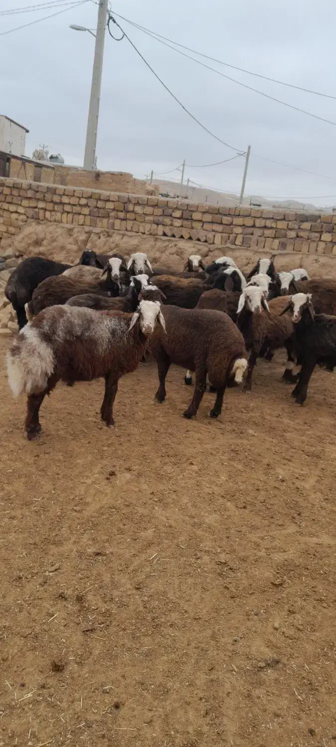 حیواناتبرهنر|حیوانات مزرعه|رضویه, |دیوار