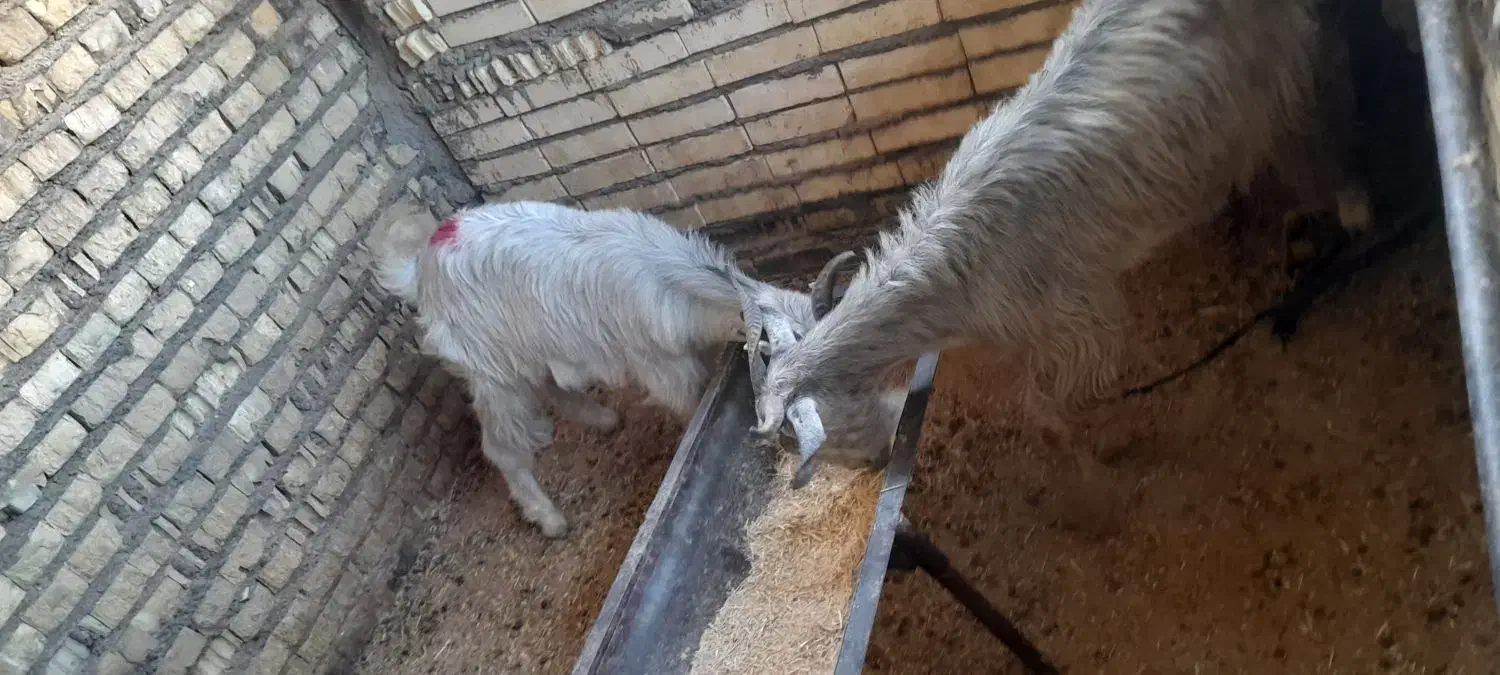 چپش فروشی|حیوانات مزرعه|دهلران, |دیوار