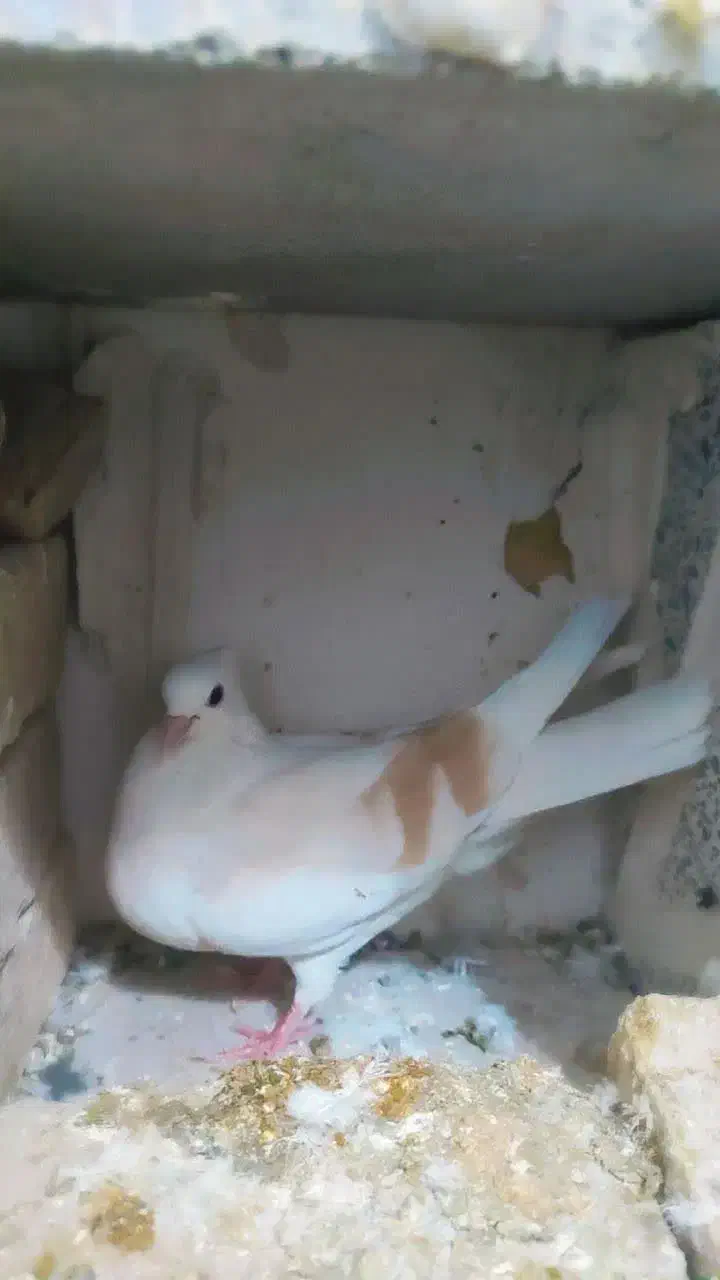 کبوتر|پرنده|بروجرد, |دیوار