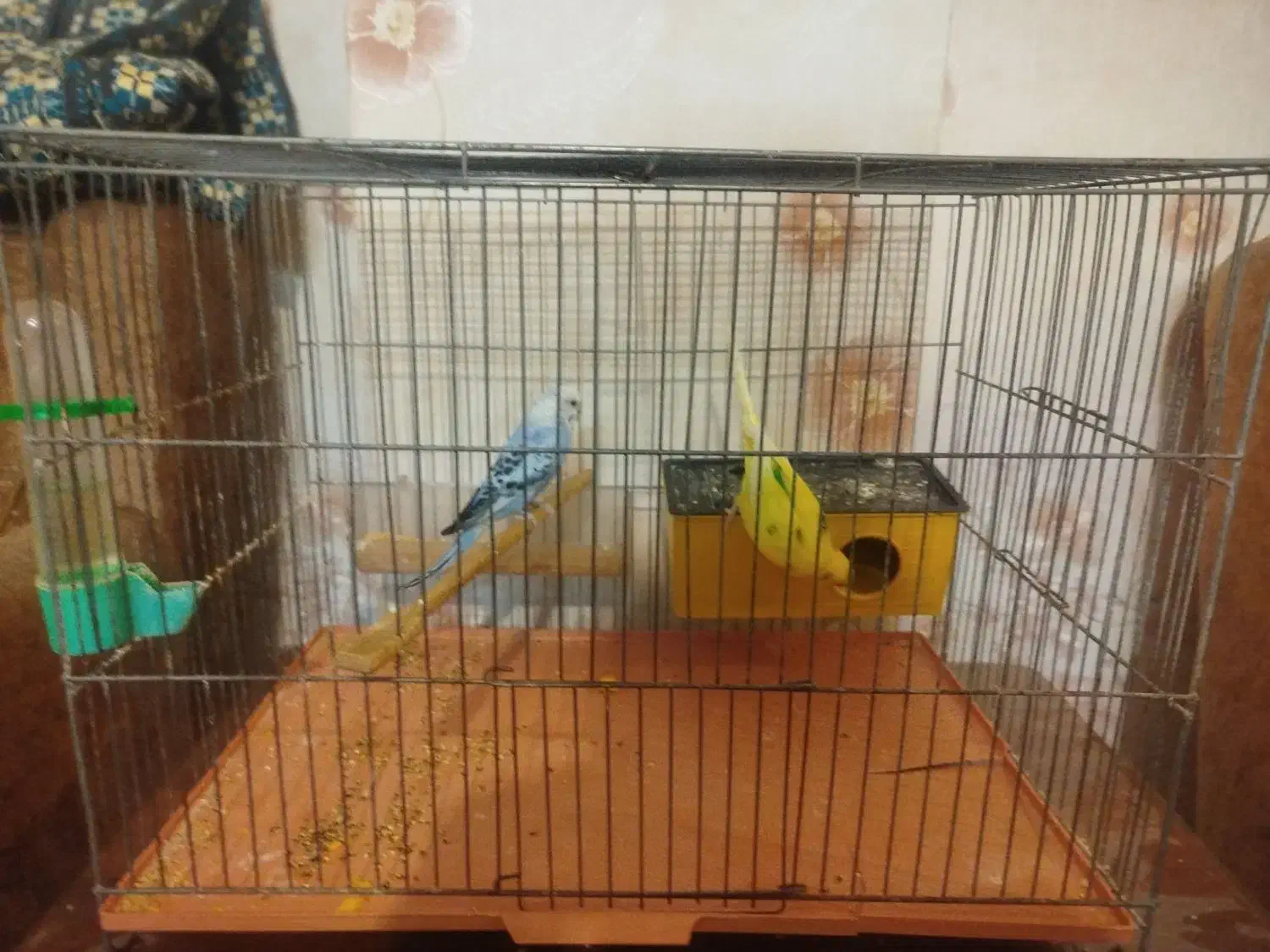 جفت مرغ عشق|پرنده|فردیس, شهرک ۱۱۰|دیوار