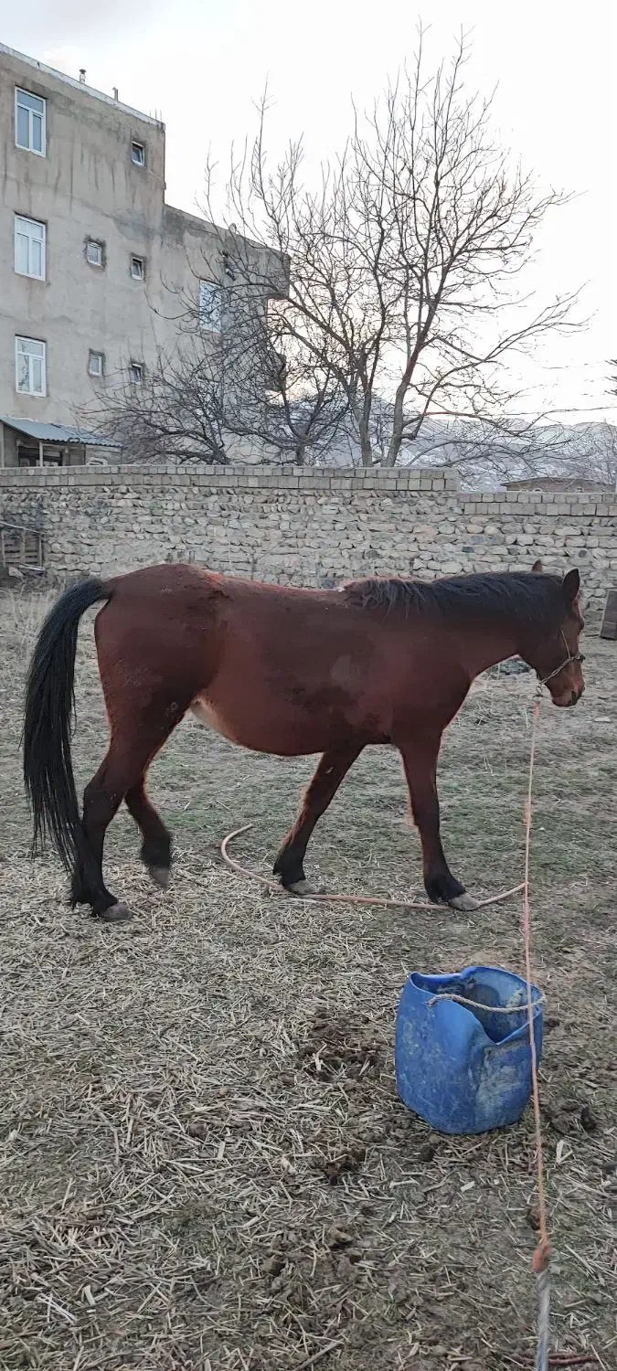 مادیان|اسب و تجهیزات اسب‌سواری|سیلوانه, |دیوار