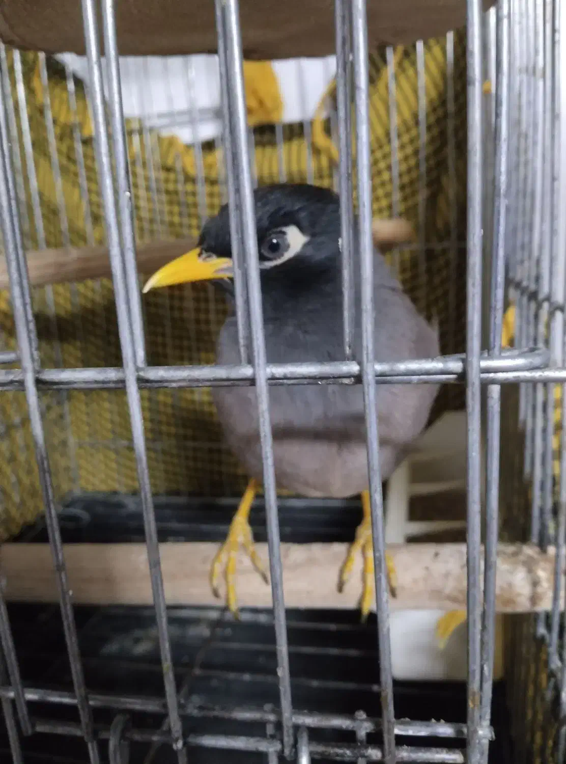 مینا اهلی  نر 2500با قفس|پرنده|فردیس, شهرک ناز|دیوار