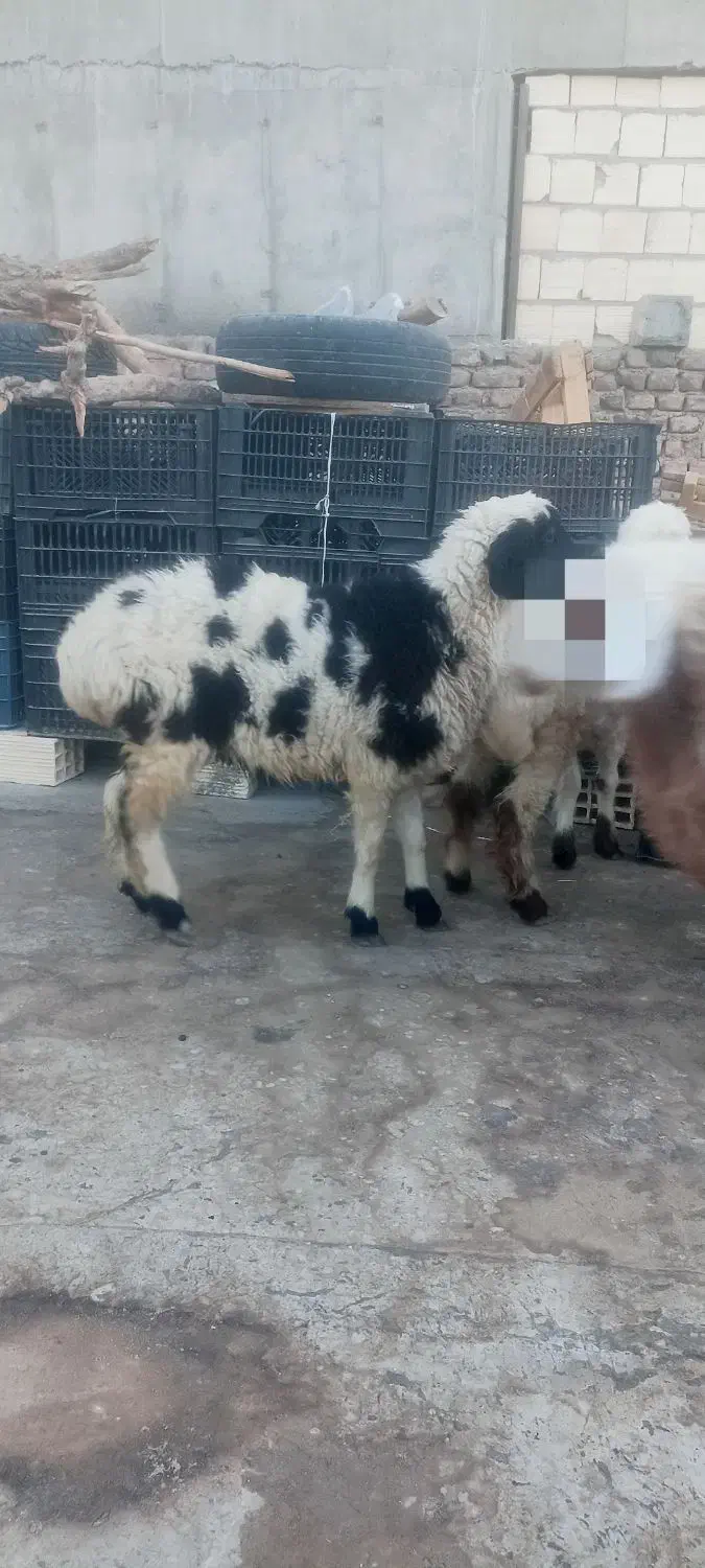 بره ماده چاق|حیوانات مزرعه|زاهدان, |دیوار