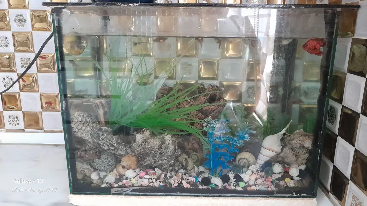 اکواریوم با تمام لوازم و ماهی|ماهی|آبیک, |دیوار