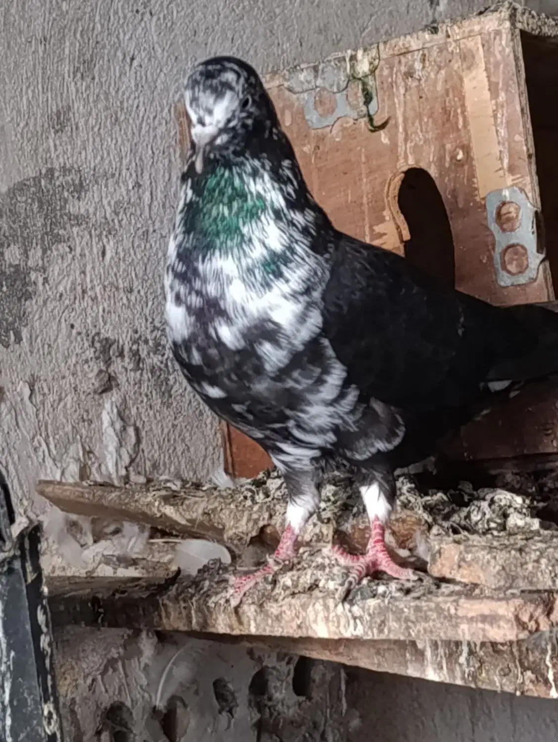 کبوتر پرشی|پرنده|سنگدوین, |دیوار