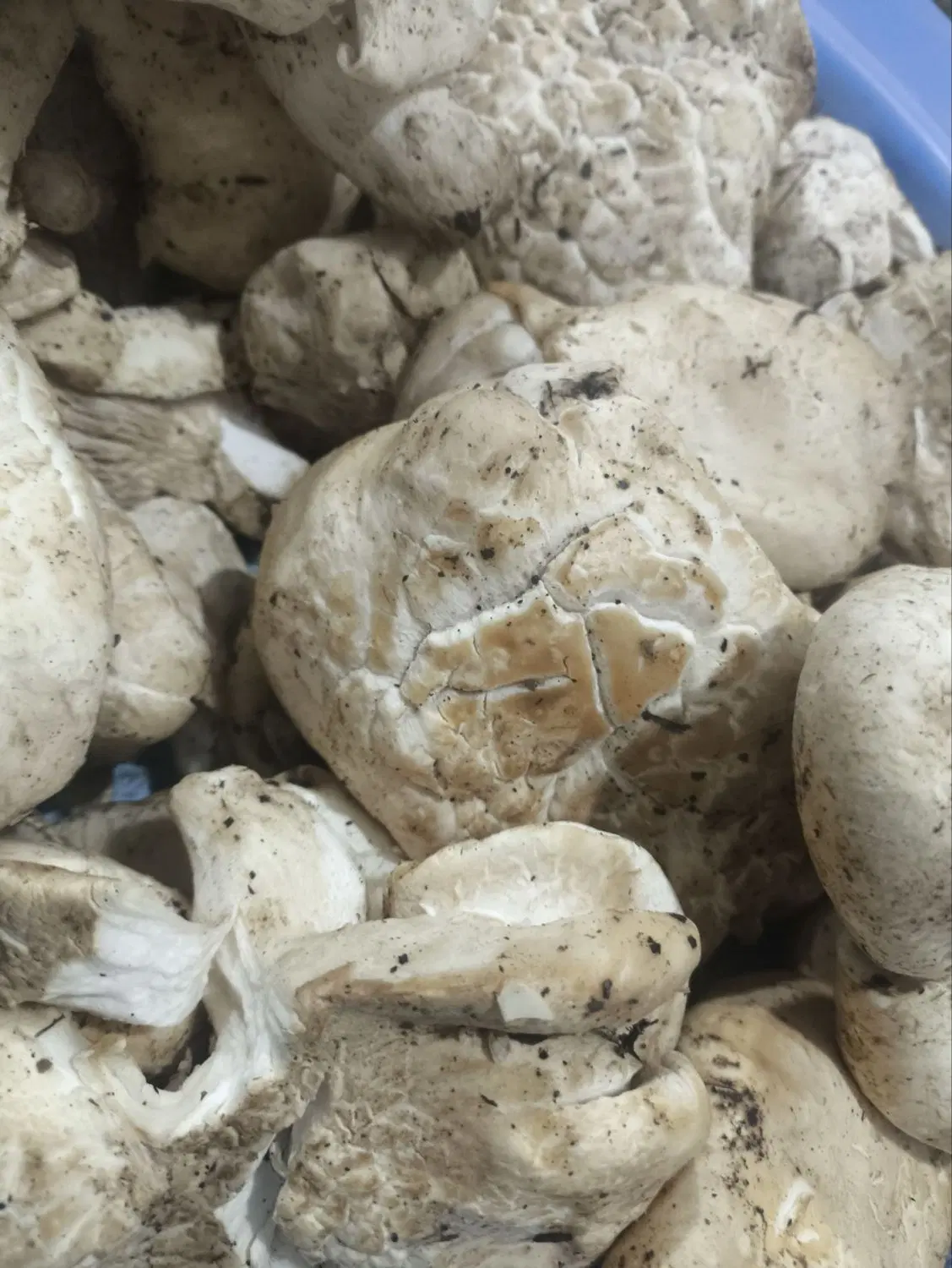 قارچ(آگله)|خوردنی و آشامیدنی|آمل, |دیوار