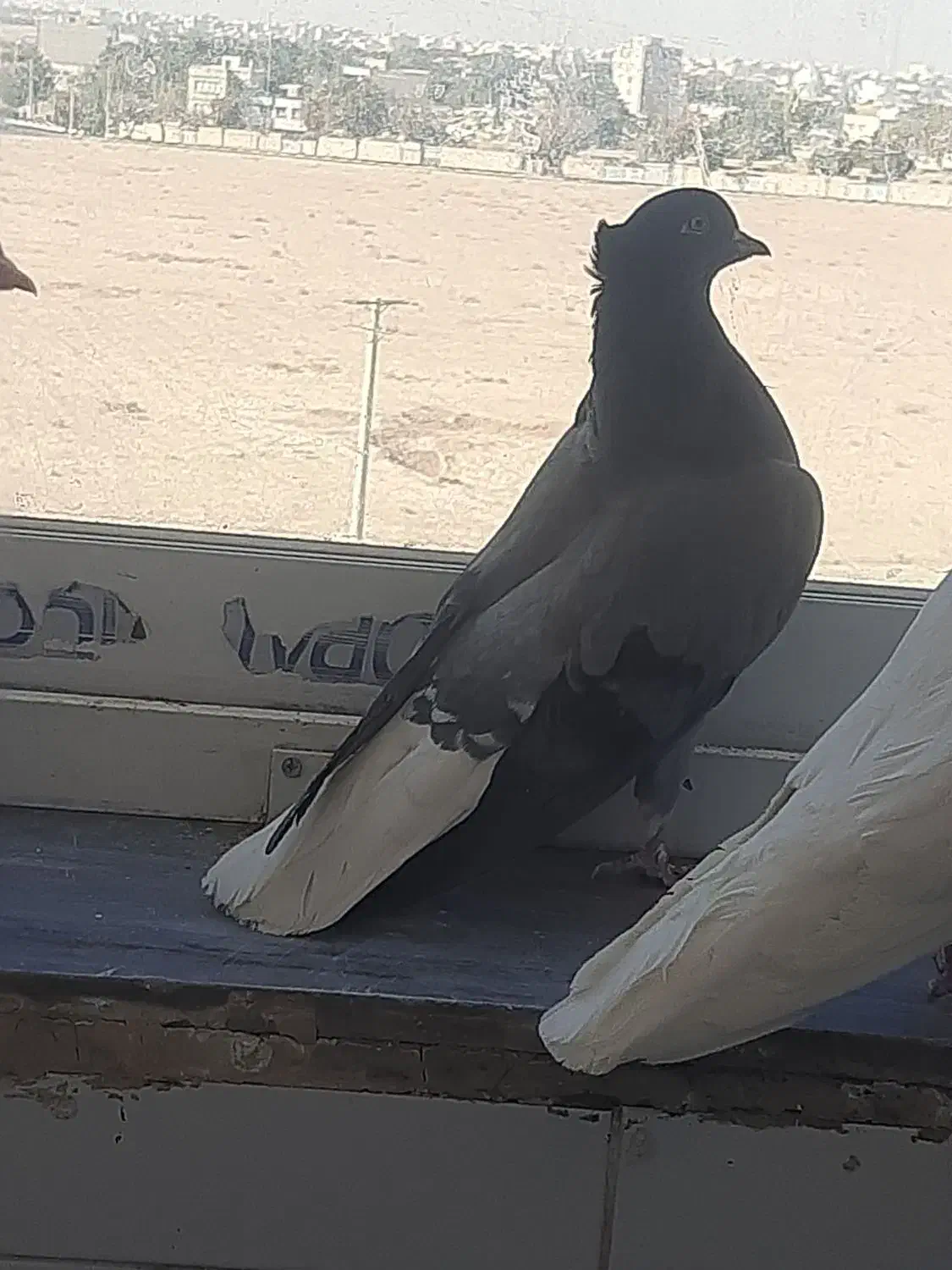 دوتا کفتر ماده  اصفهانی و رنگی|پرنده|شاهین‌شهر, شهرک پردیس|دیوار