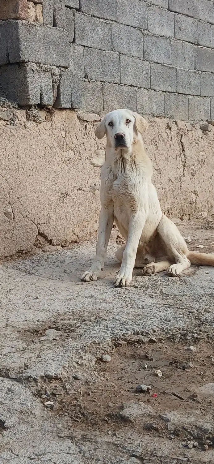 سگ پژدر|سگ|کرمانشاه, |دیوار