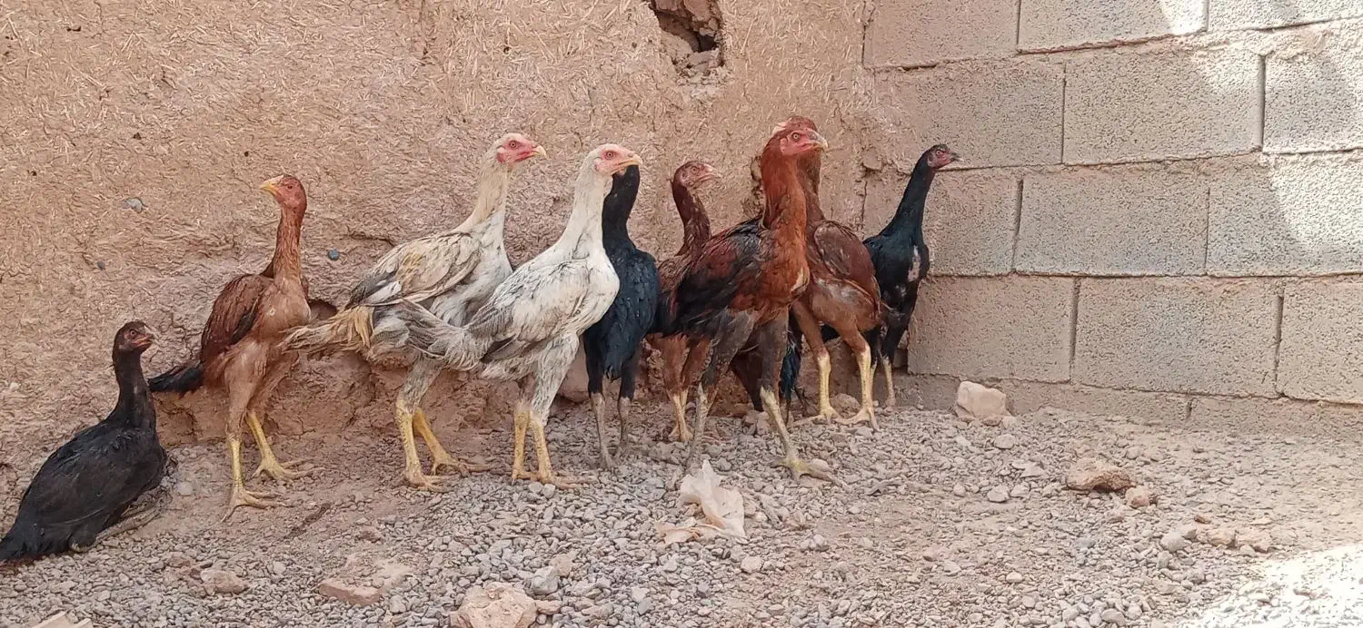 جوجه لاری 4نیم ماه|حیوانات مزرعه|تربت جام, فاز ۱ فرهنگیان|دیوار