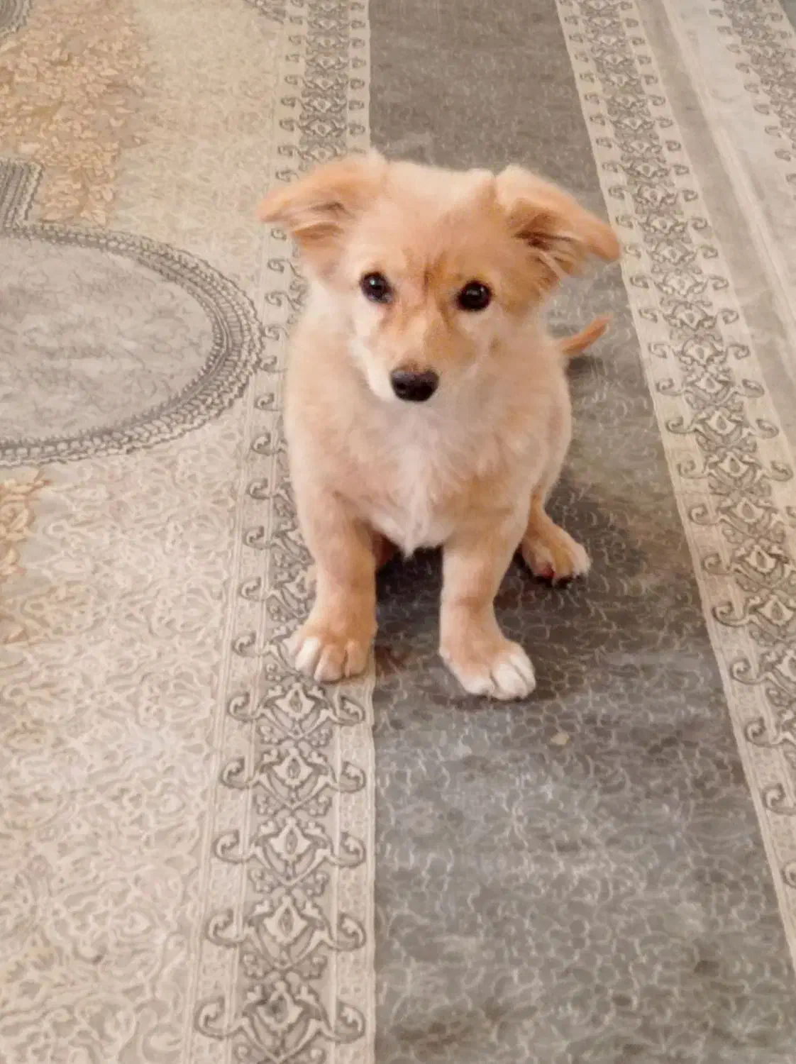 سگ خونگی|سگ|قوچان, |دیوار