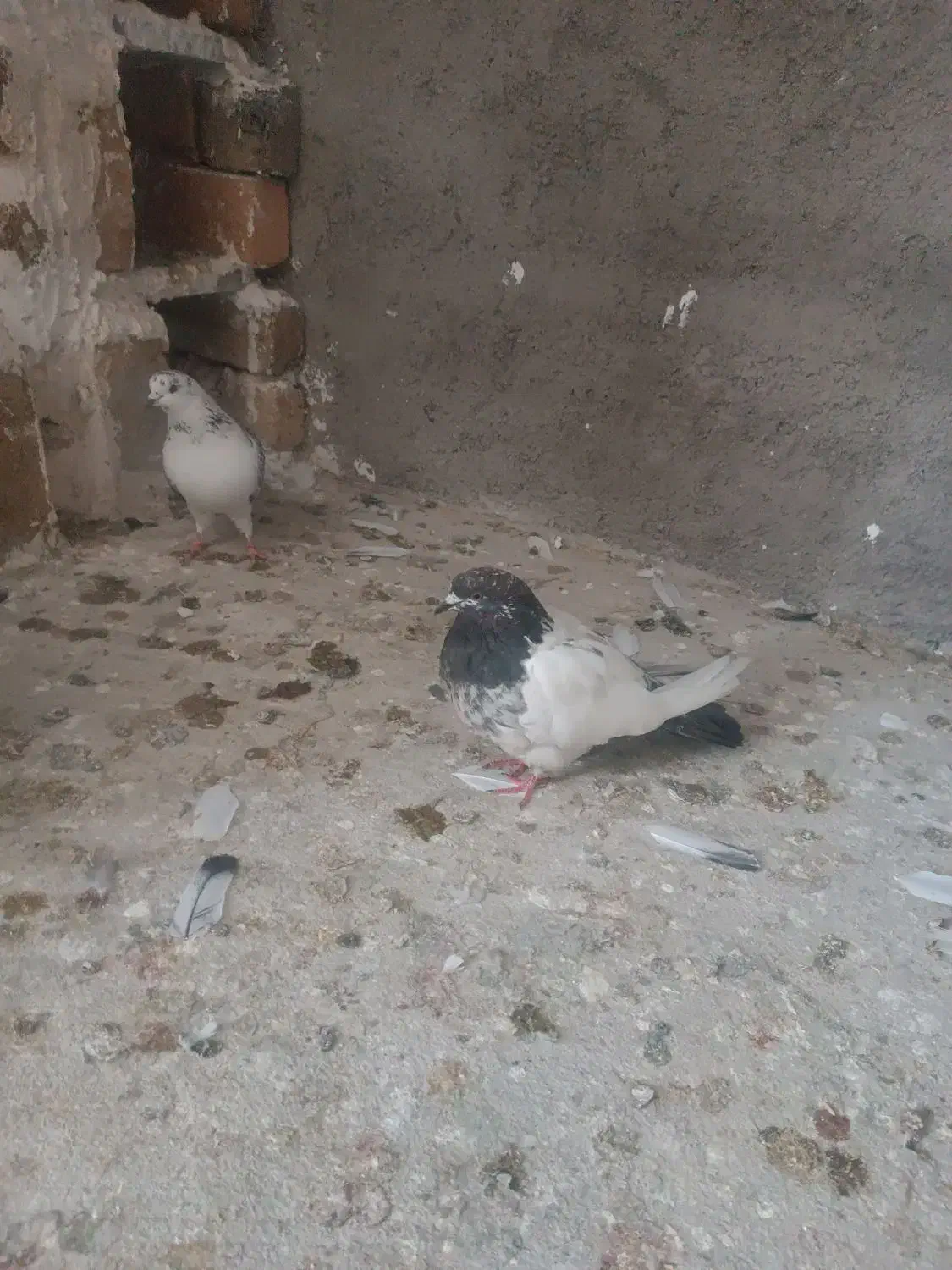 پرنده ماده قیچی|حیوانات|بروجرد, |دیوار