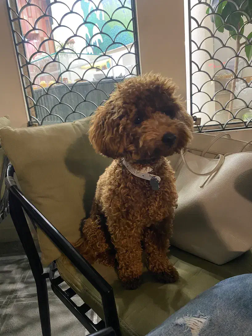 پودل نر ۱۰ ماهه|سگ|رشت, گلسار|دیوار