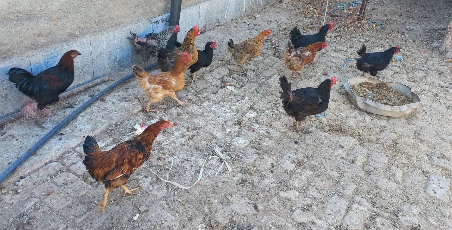 مرغ رسمی تخمگذار|حیوانات مزرعه|اشتهارد, |دیوار