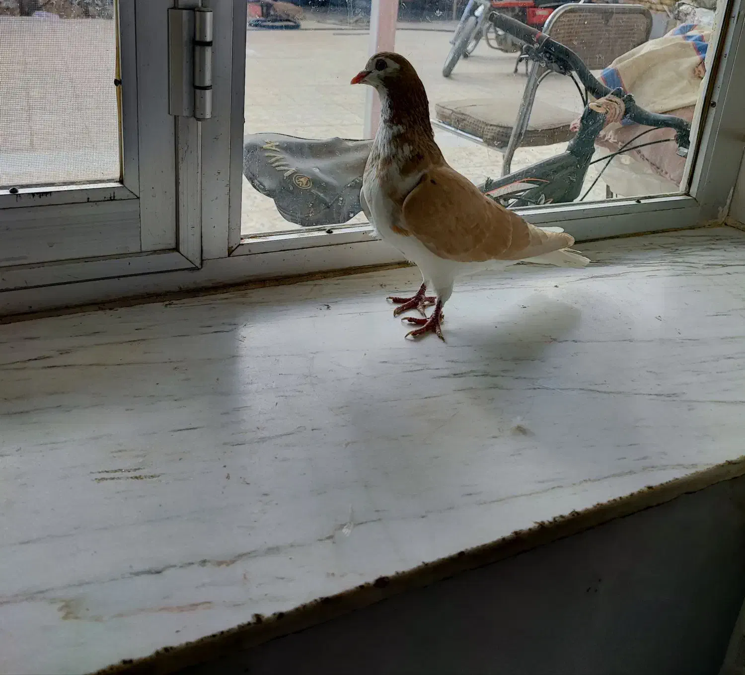 کبوتر چپ زرد خال مشکی نر|پرنده|مبارکه, |دیوار