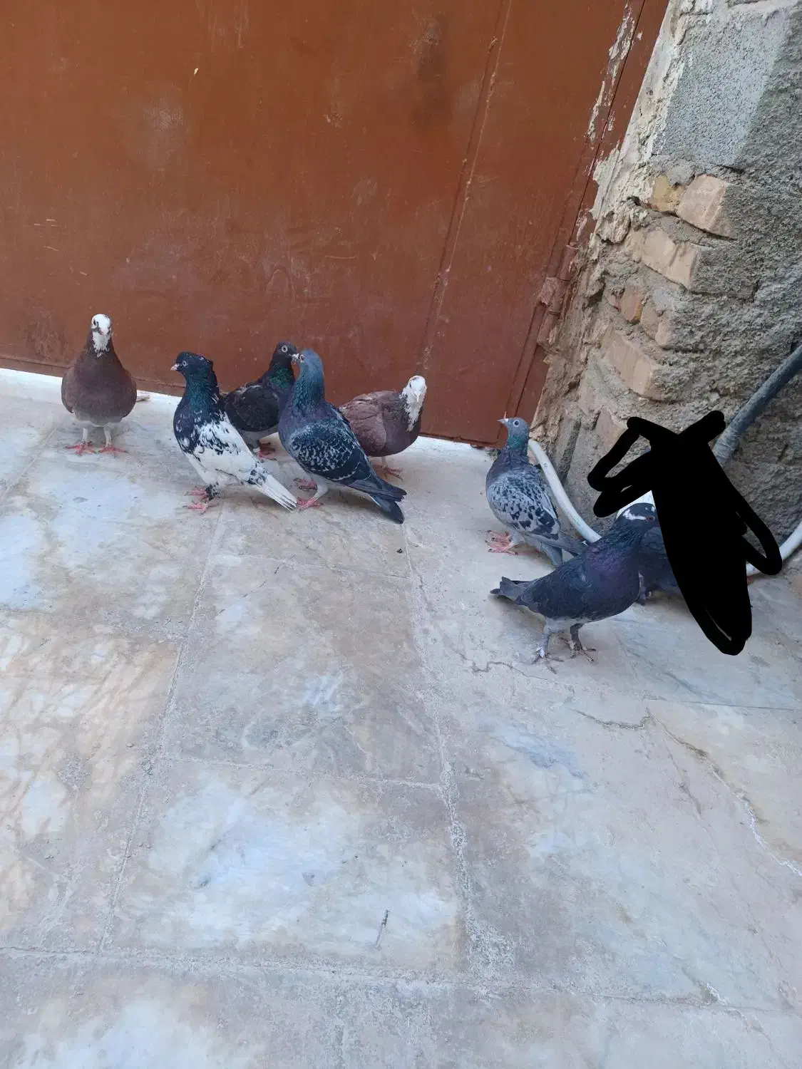 کبوتر|پرنده|سراوان, |دیوار