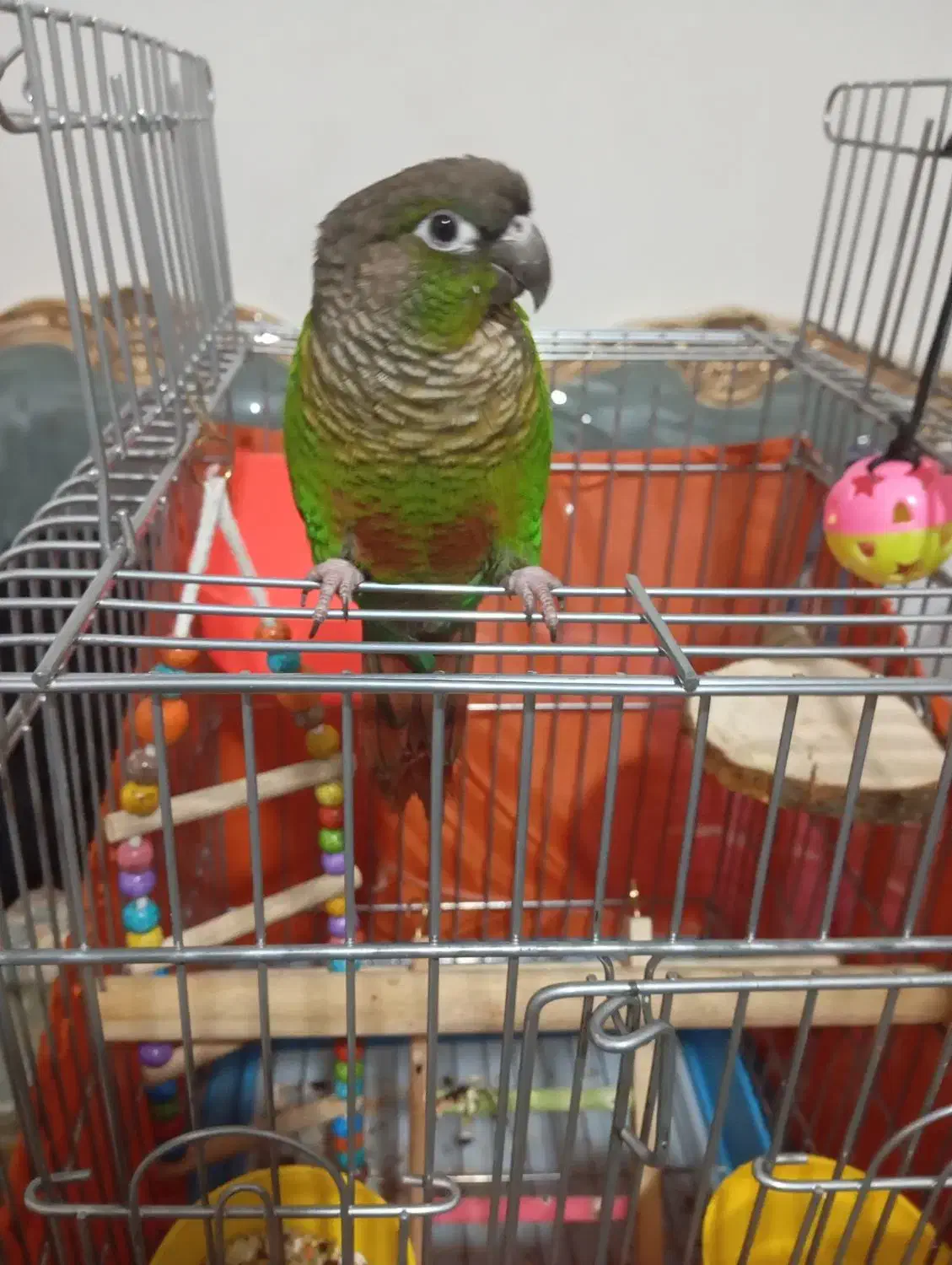 گرینچیک نر|پرنده|شهر ری, صفاییه (چشمه علی)|دیوار