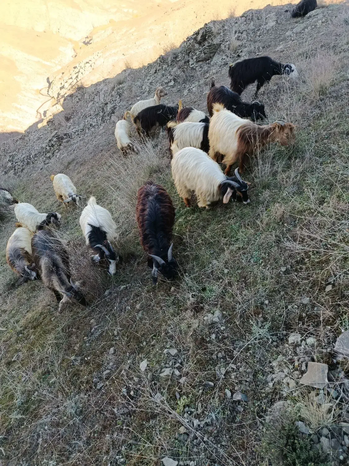 ۵۰ عدد بزغاله نرماده|حیوانات مزرعه|اهر, |دیوار