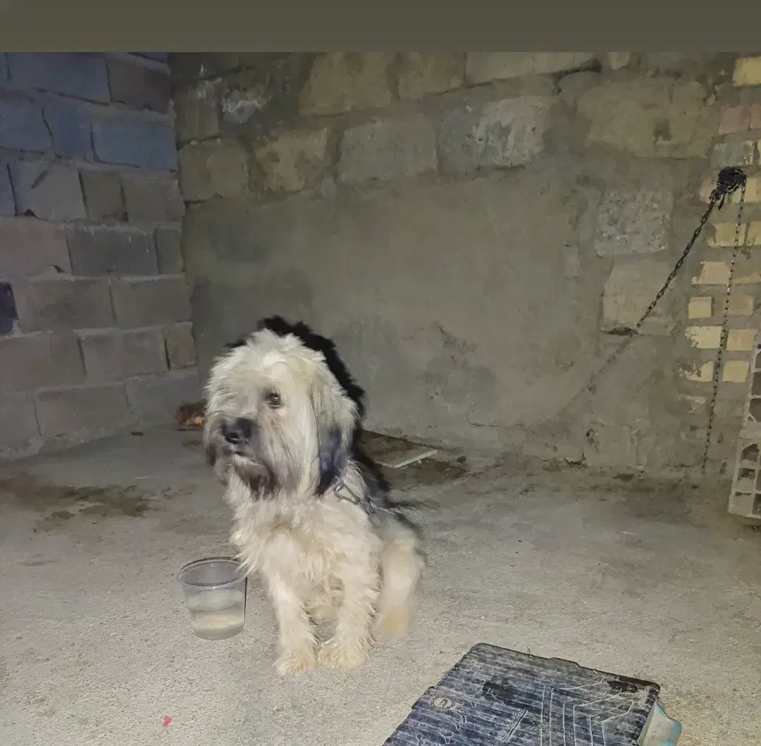 حیوانات|سگ|گنبد کاووس, |دیوار