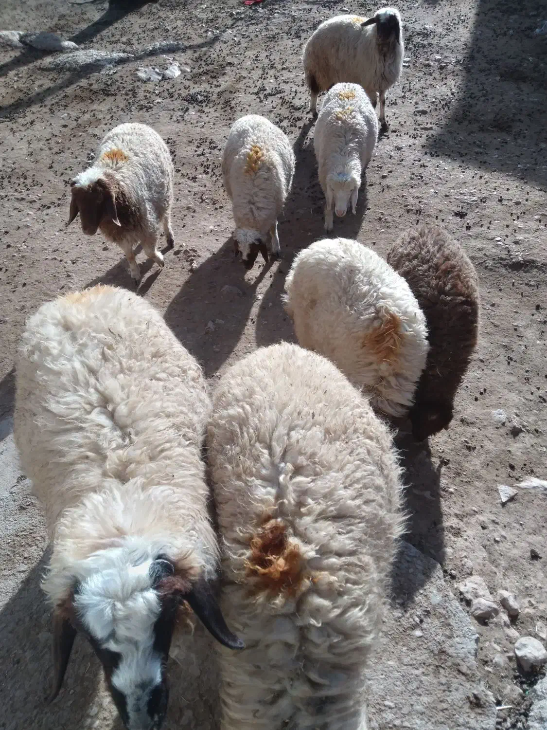 بره و بزغاله فروشی|حیوانات مزرعه|سرپل ذهاب, |دیوار