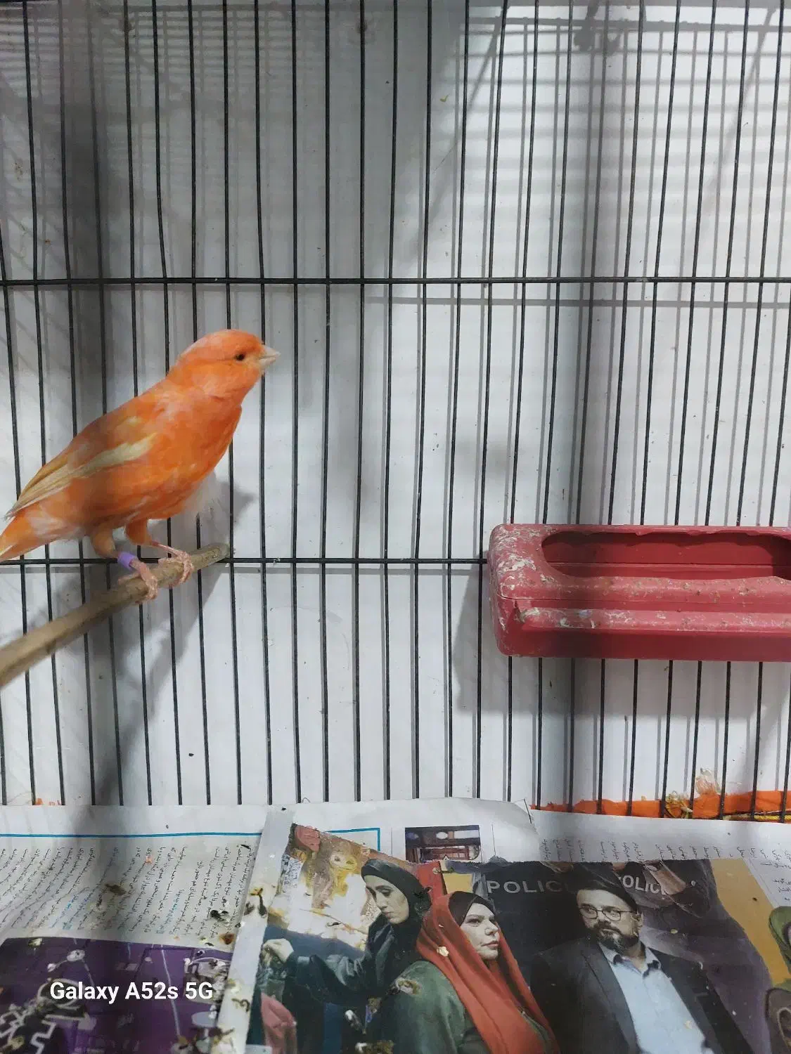 انواع قناری نر بخون ،سرخ ،پرتقالی سوخته|پرنده|سمنان, |دیوار