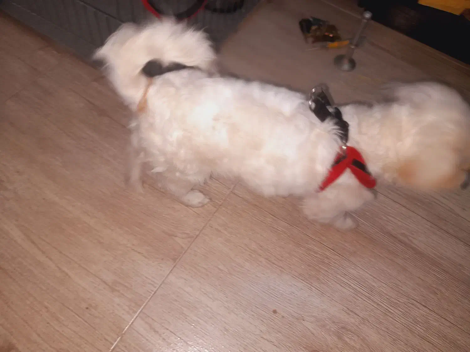 توله نر ۴ماهه اشپیتز روباهی|سگ|پاکدشت, حصار امیر|دیوار