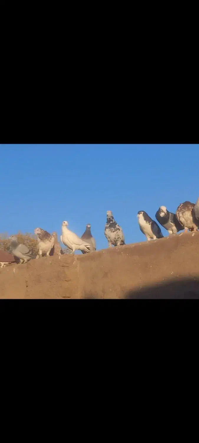 کفتر پرشی|پرنده|نیشابور, حقیه|دیوار