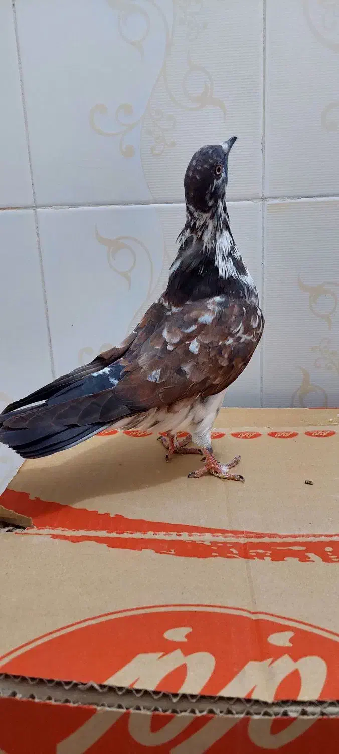 کفتر پرشی|پرنده|تهران, شهرک طالقانی|دیوار