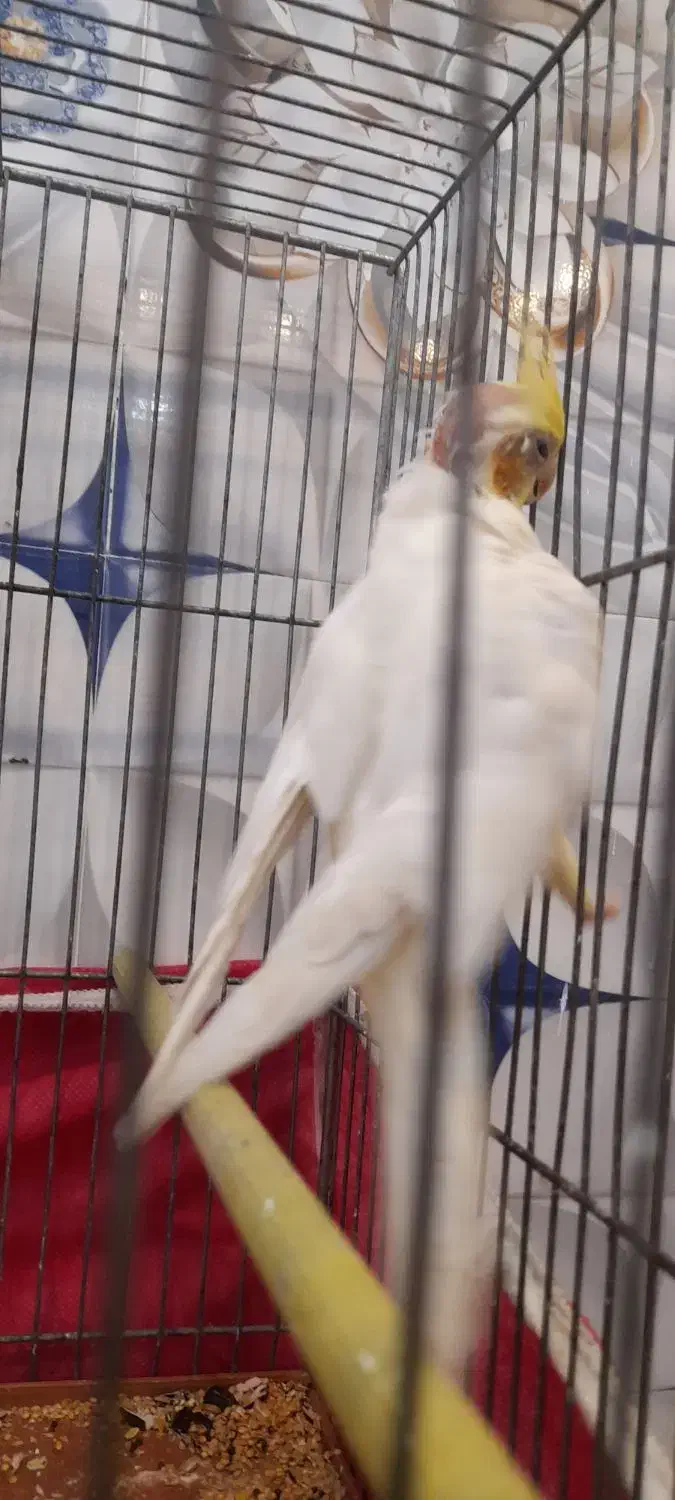 عروس هلندی نر زعفرانی سر حال بازی کوش|پرنده|عجب شیر, |دیوار