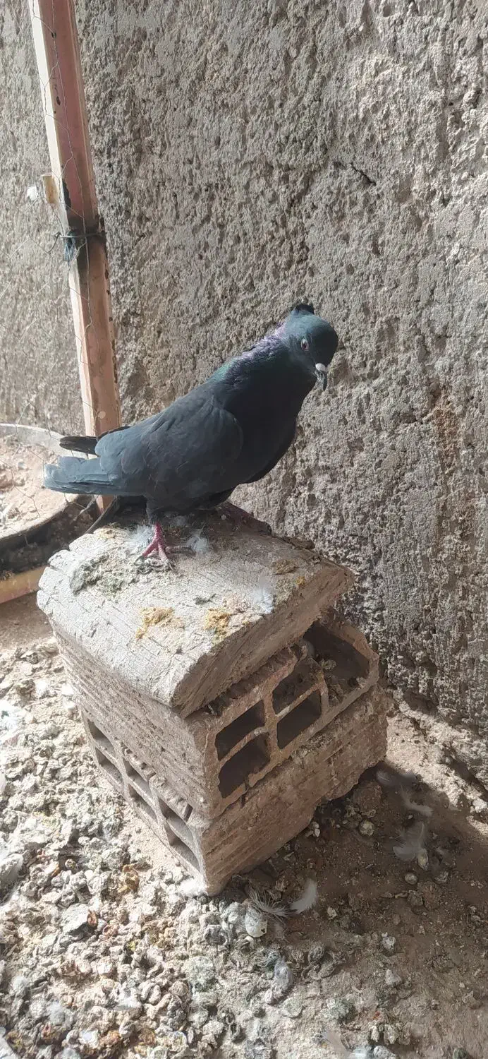 کبوتر دمگیرغلاغ|پرنده|برخوار, |دیوار