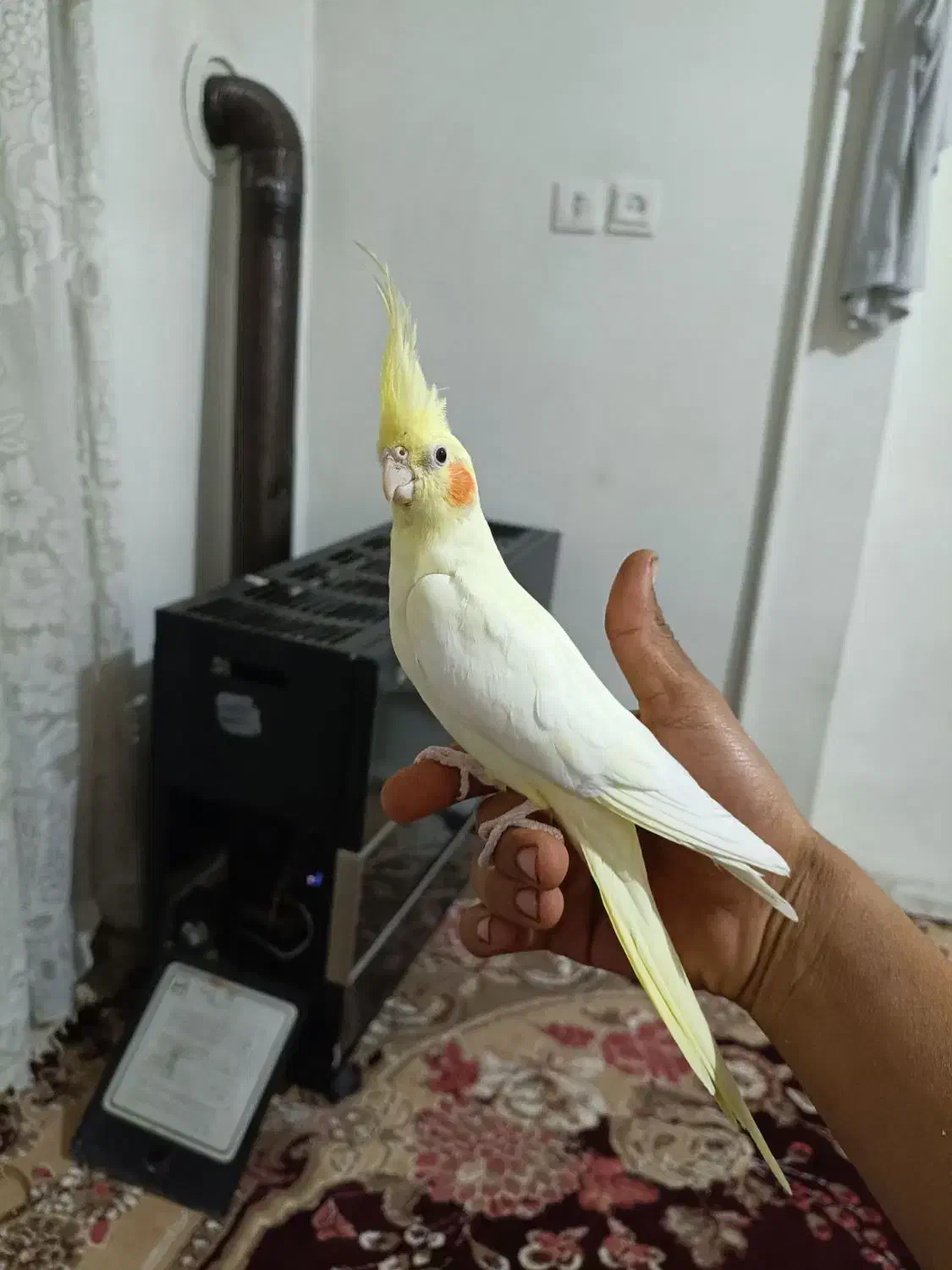 عروس هلندی|پرنده|تهران, تولید دارو|دیوار