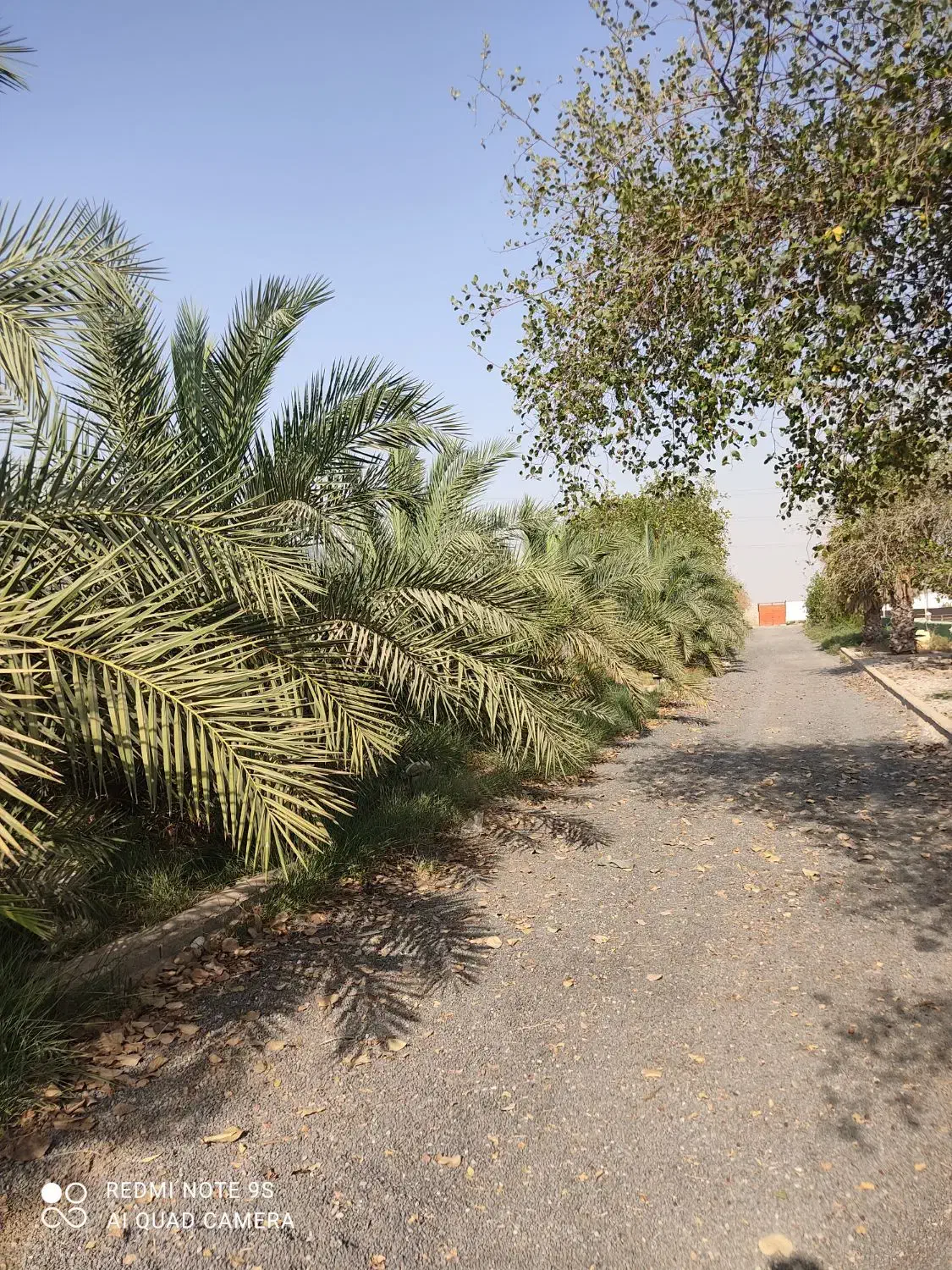 فروش 7هکتار  باشگاه سوارکاری و زمین کشاورزی|فروش دفتر صنعتی، کشاورزی، تجاری|باوی, |دیوار
