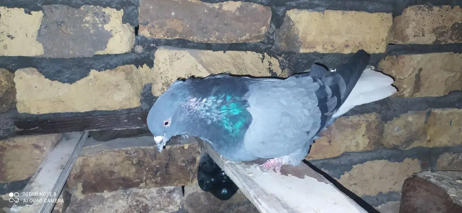 کبوتر اصفهانی|پرنده|مبارکه, |دیوار