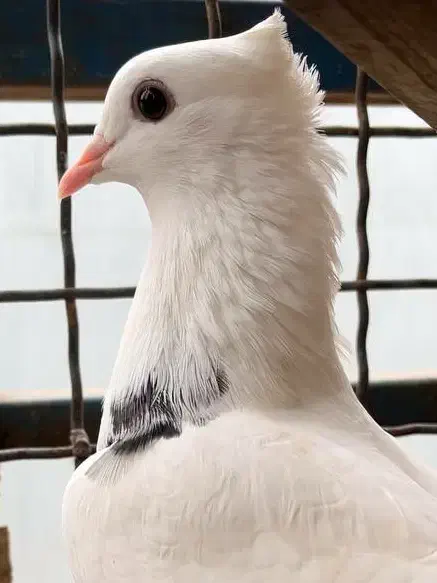 تعدادی کبوتر گلچین به شرط به دلیل تعغیر مکان|پرنده|رشت, توشیبا|دیوار