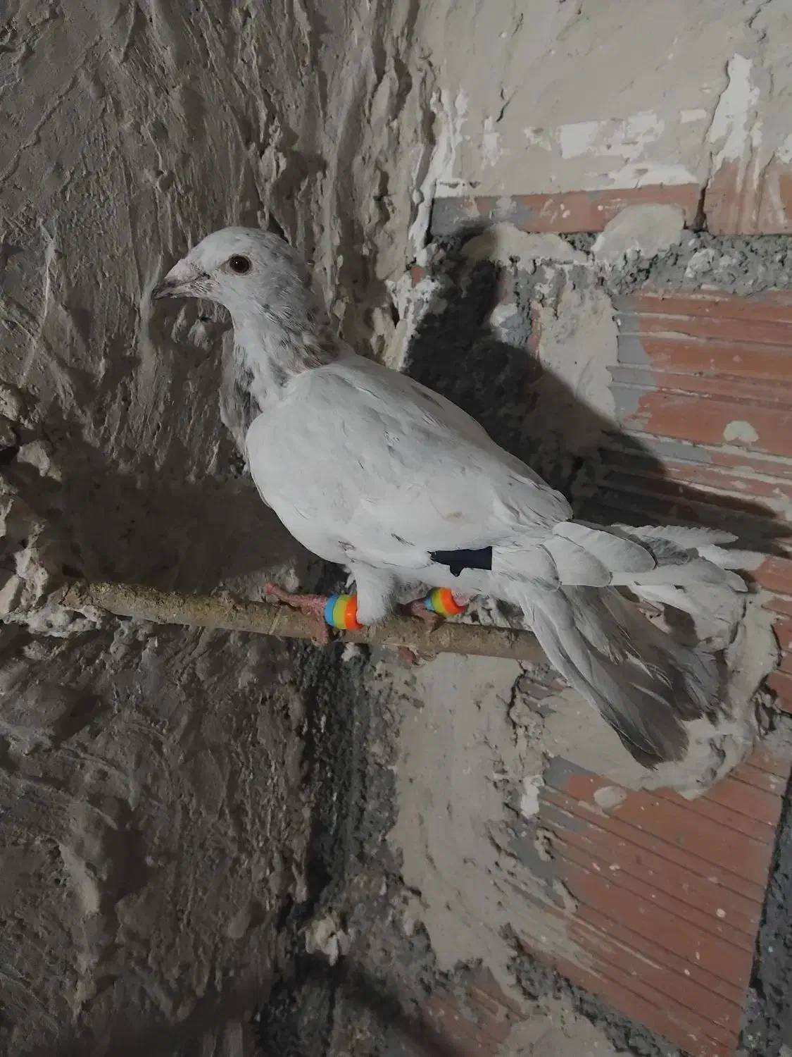 کله هما|پرنده|شیروان (خراسان), |دیوار