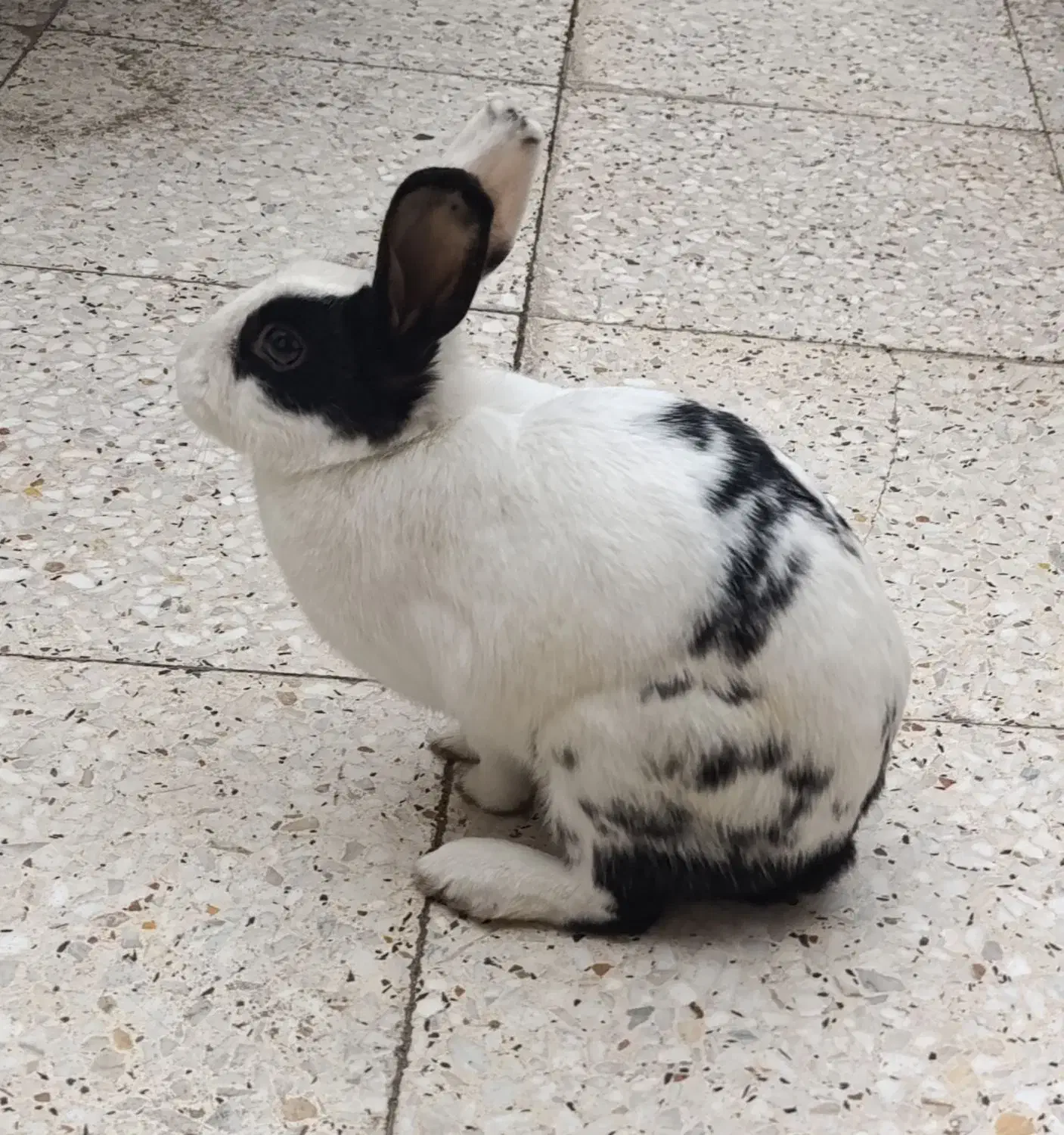 خرگوش|موش و خرگوش|اهواز, کیان اباد|دیوار