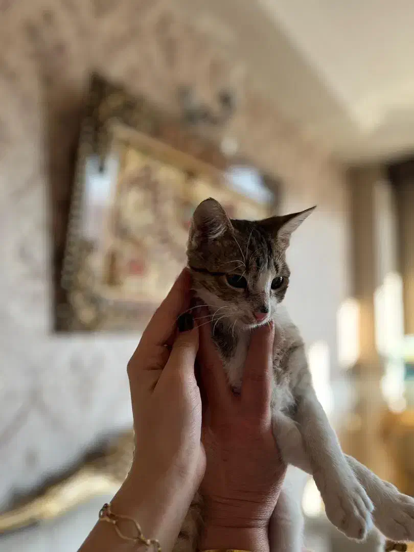 واگذاری گربه|گربه|تهران, صاحب الزمان|دیوار