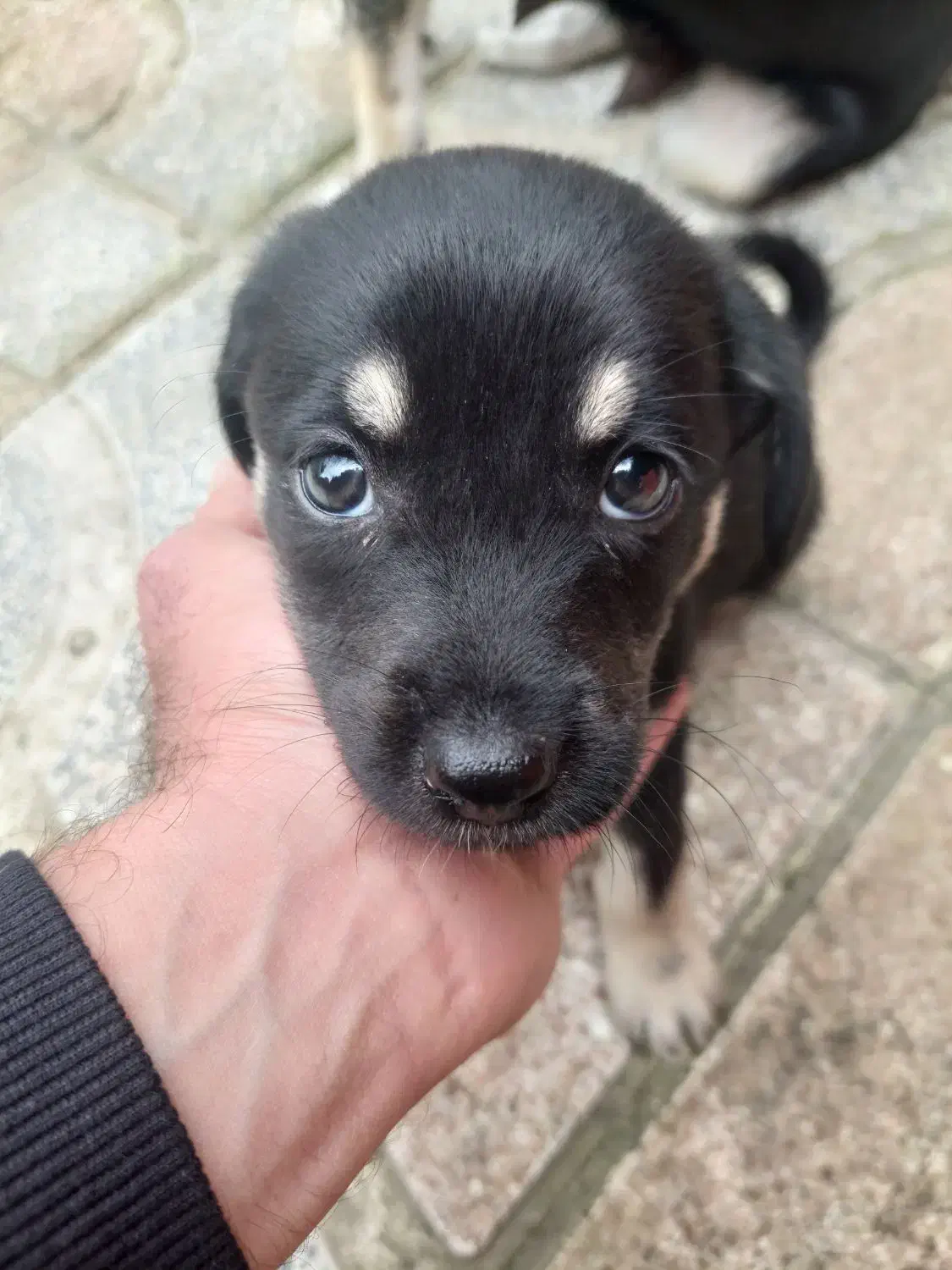 واگذاری رایگان توله دوماهه ماده|سگ|نوشهر, |دیوار