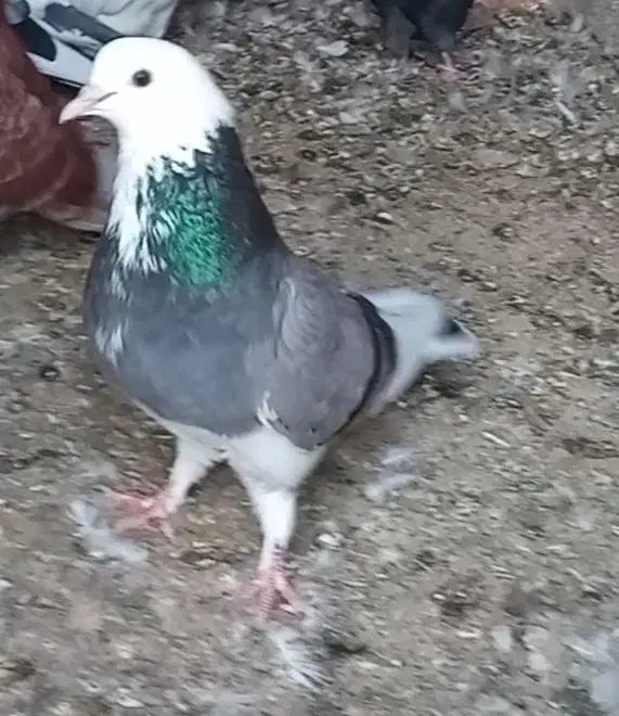 کبوتر پرشی|پرنده|گمیشان, |دیوار