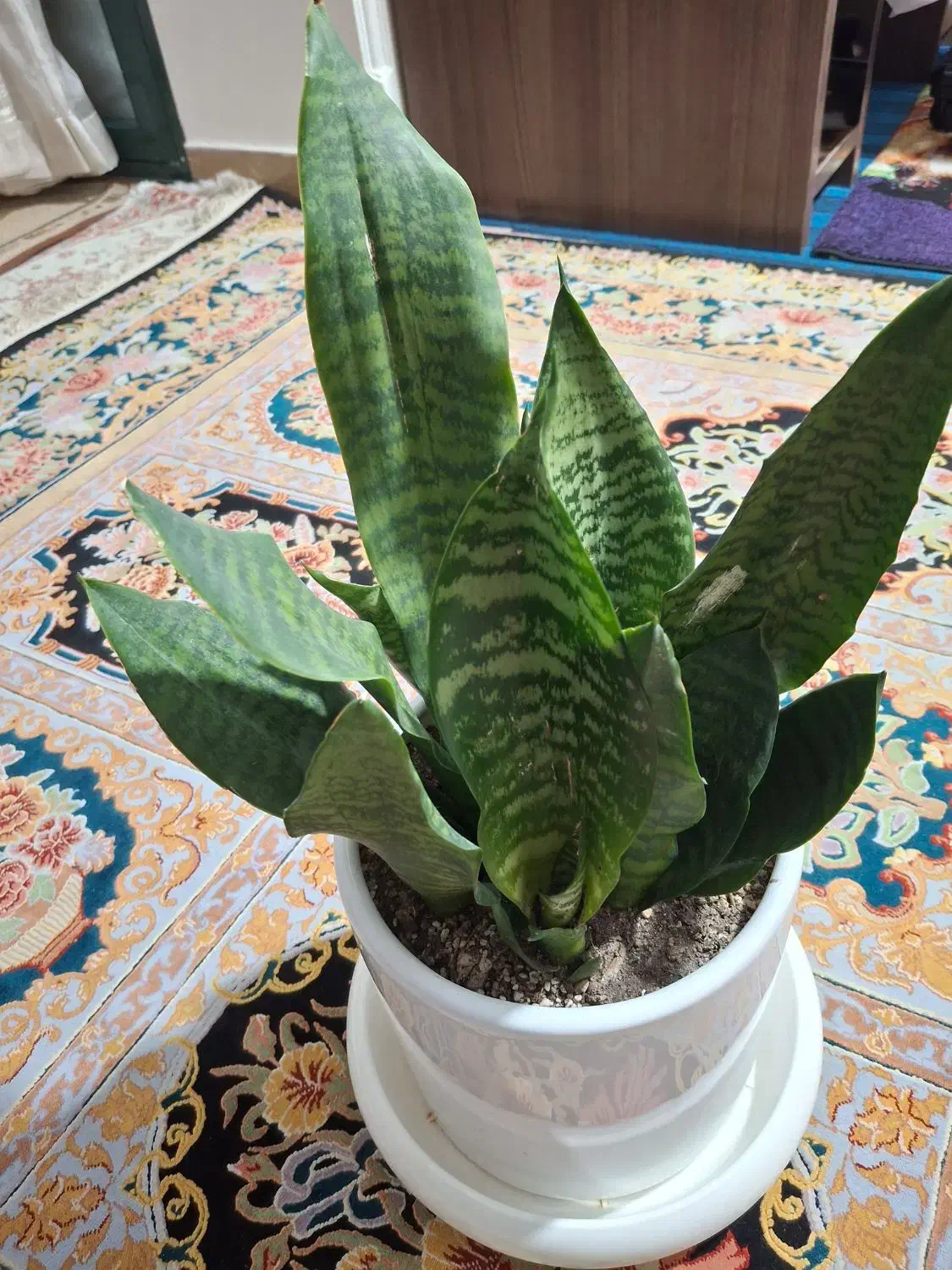 پتوس ، سانسوریا و ...|گل و گیاه طبیعی|تهران, امیریه|دیوار