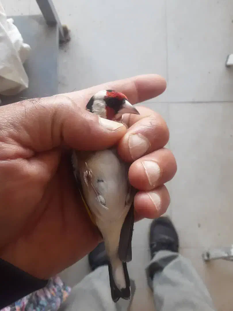 چونه سفید نر|پرنده|رشت, منظریه|دیوار