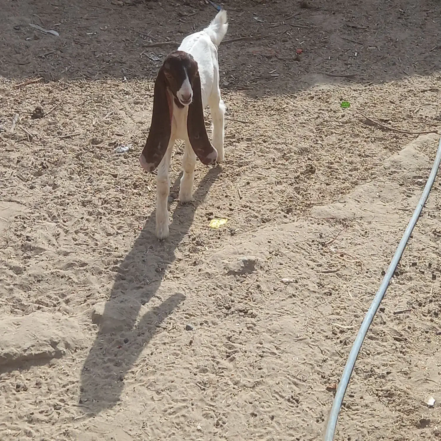 بز گلابی اصل  با دوتا کهر ماده|حیوانات مزرعه|زهک, |دیوار