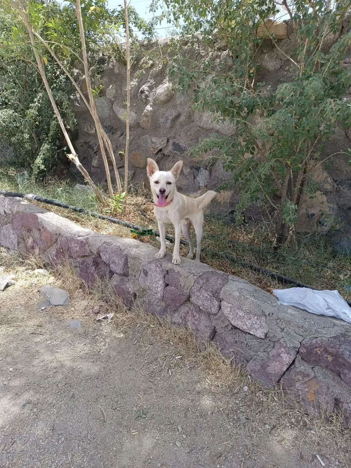 سگ پاکوتاه|سگ|جیرفت, |دیوار