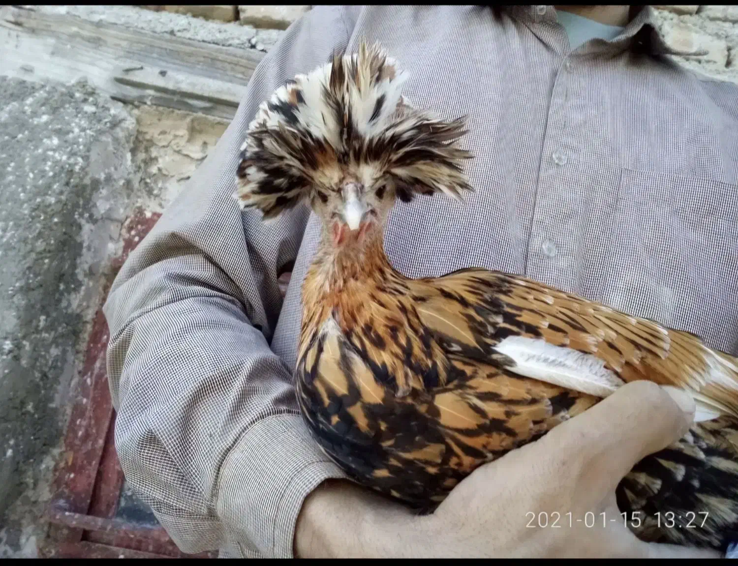 جوجه مرغ خروس کاکلی و گردن لخت یک روزه|حیوانات مزرعه|سیرجان, |دیوار