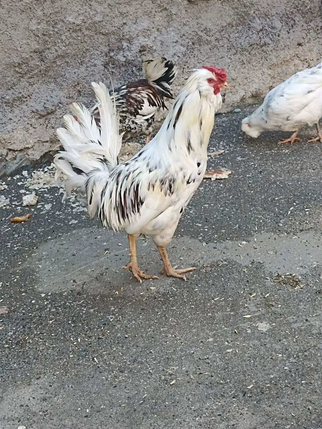 مرغ و خروس محلی و گلین لری اصیل|حیوانات مزرعه|مریوان, |دیوار