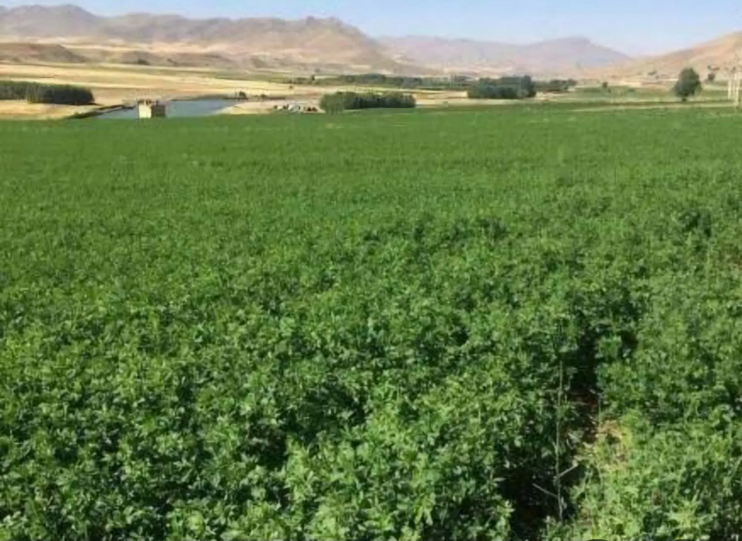یونجه|لوازم جانبی حیوانات|باغستان, |دیوار