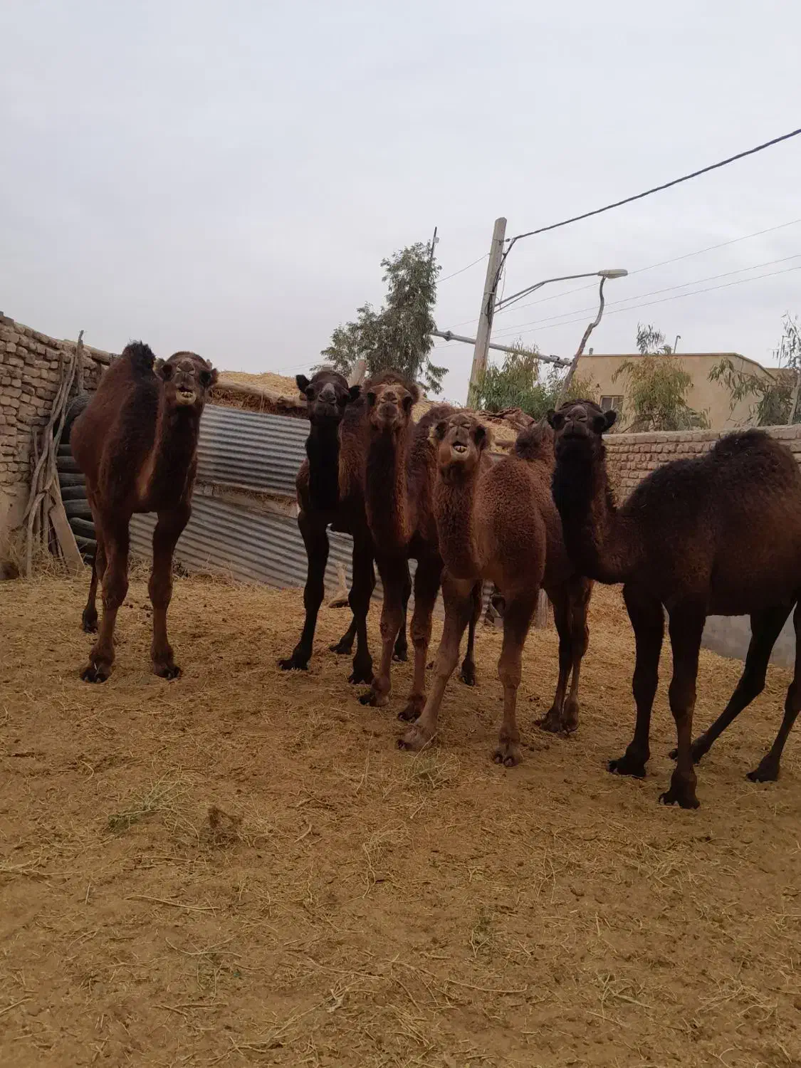 5 تا. شتر چاق|حیوانات مزرعه|قم, تعویض پلاک|دیوار