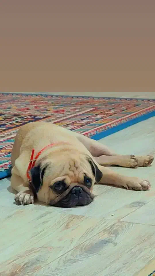 سگ پاگ نر ک.ش.ش|سگ|برخوار, |دیوار