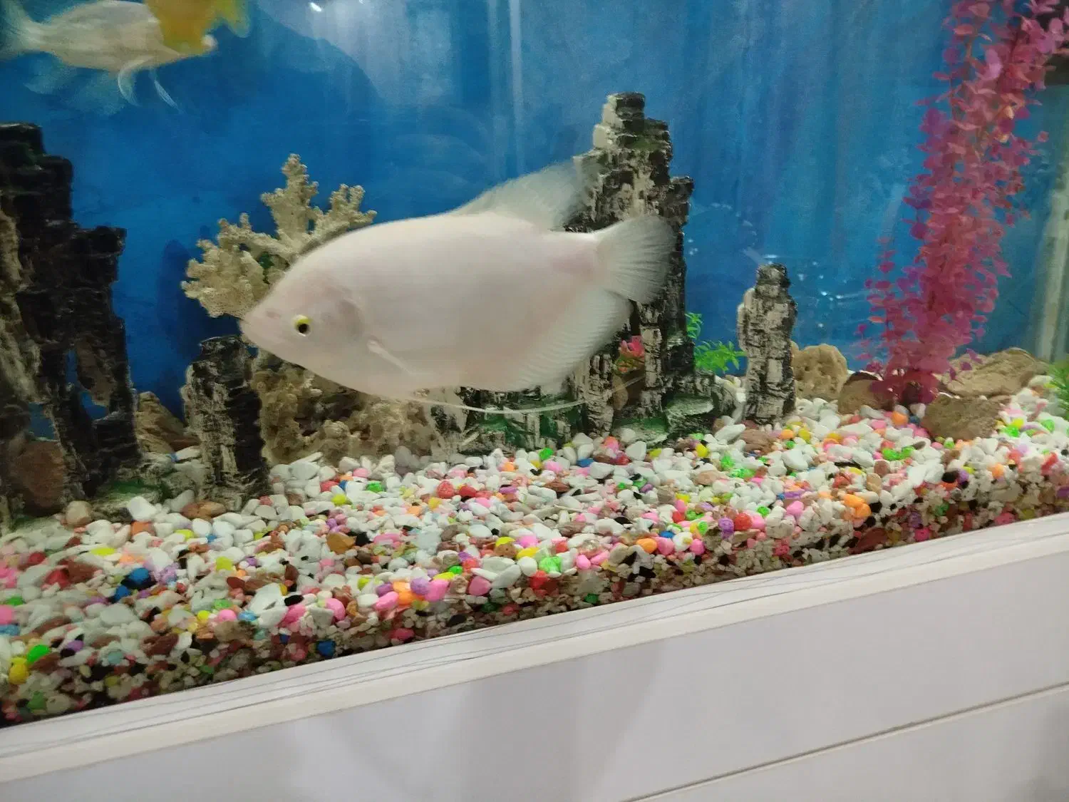 اسفراناموس|ماهی|قزوین, |دیوار