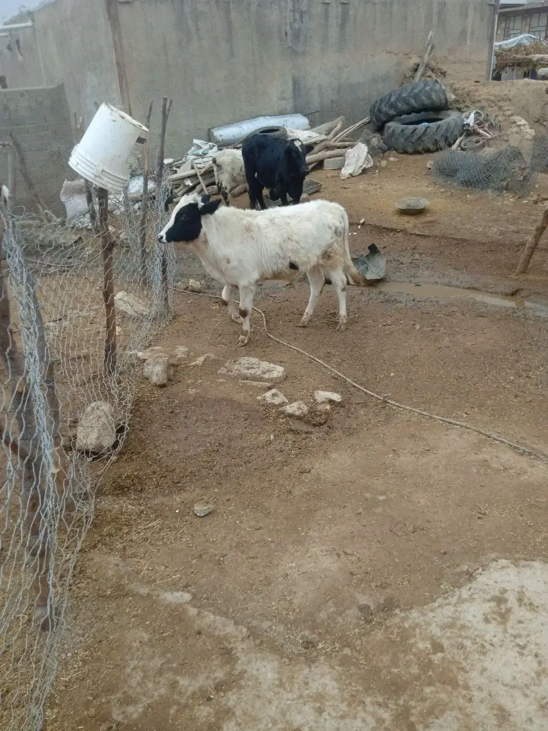 دوراس گوساله نر|حیوانات مزرعه|کوهدشت, |دیوار