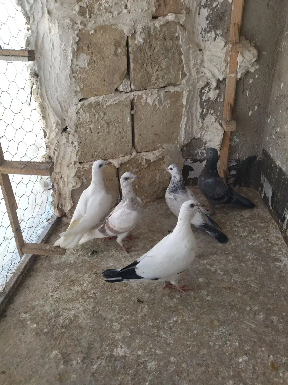 کبوتربجنورد|حیوانات|مشهد, شهید فرامرز عباسی|دیوار